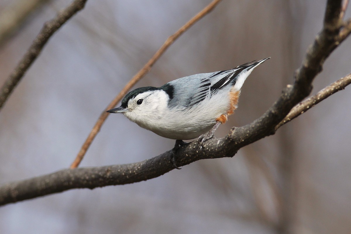 White-breasted Nuthatch - Timothy P. Jones