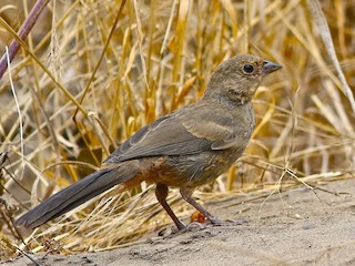 カリフォルニアムジトウヒチョウ - eBird