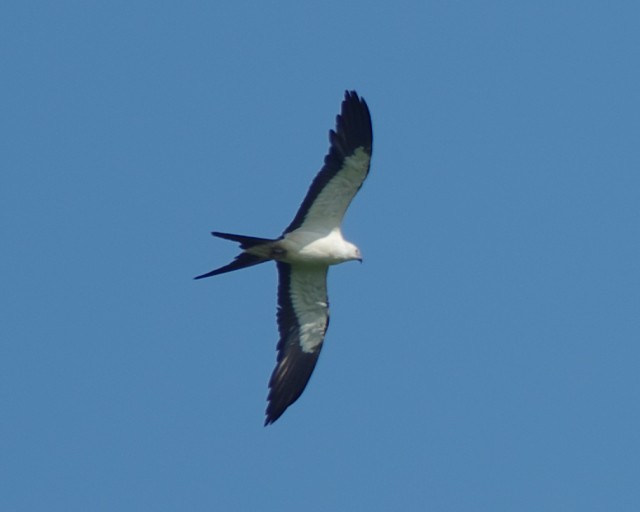 Swallow-tailed Kite - ML29967441