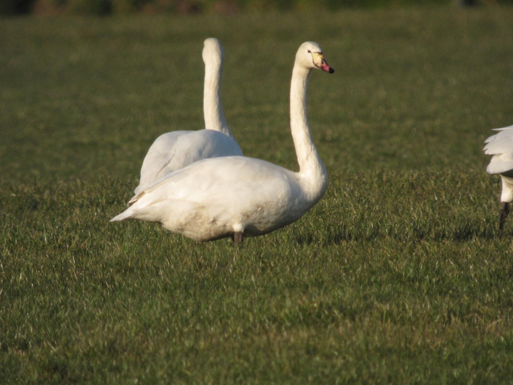 Mute x Whooper Swan (hybrid) eBird