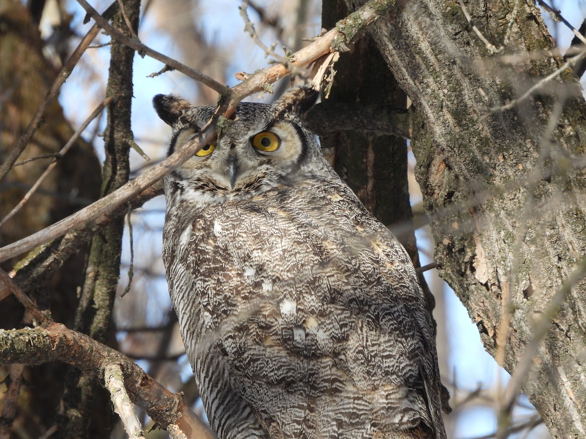 Great Horned Owl - ML299675651