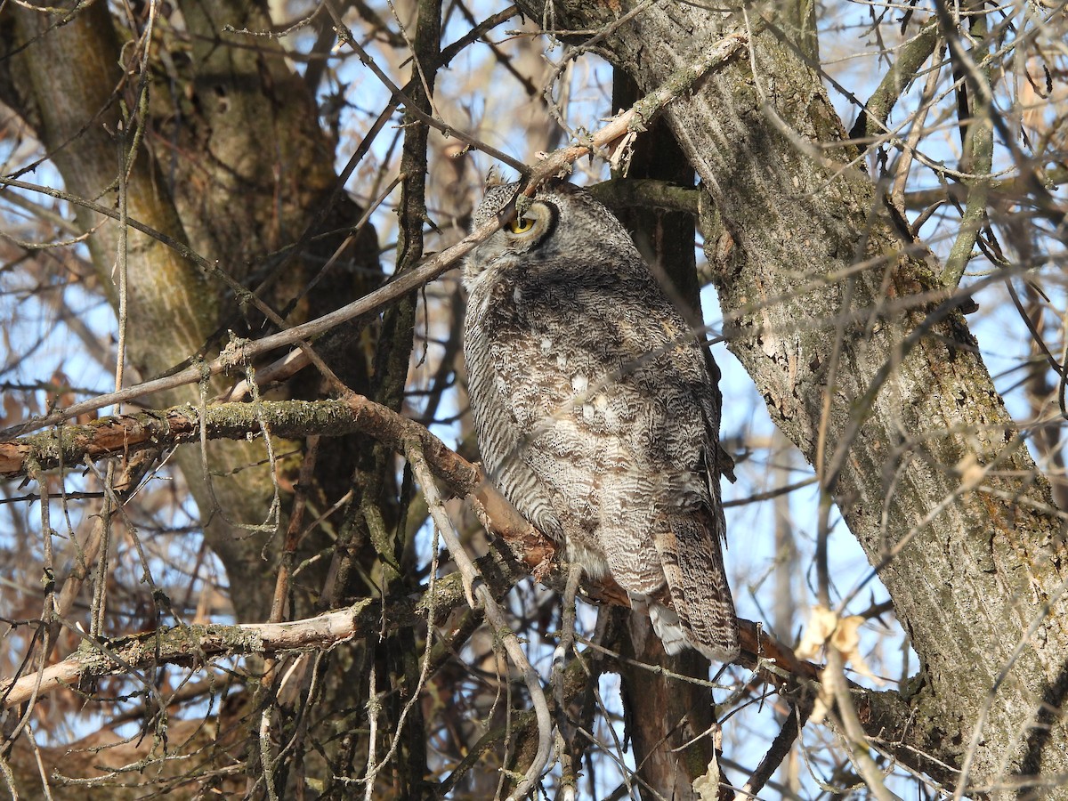 Great Horned Owl - ML299675661
