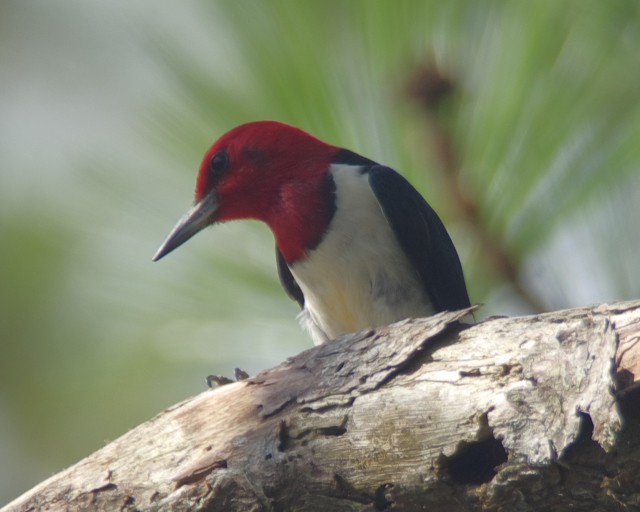 Red-headed Woodpecker - ML29967581