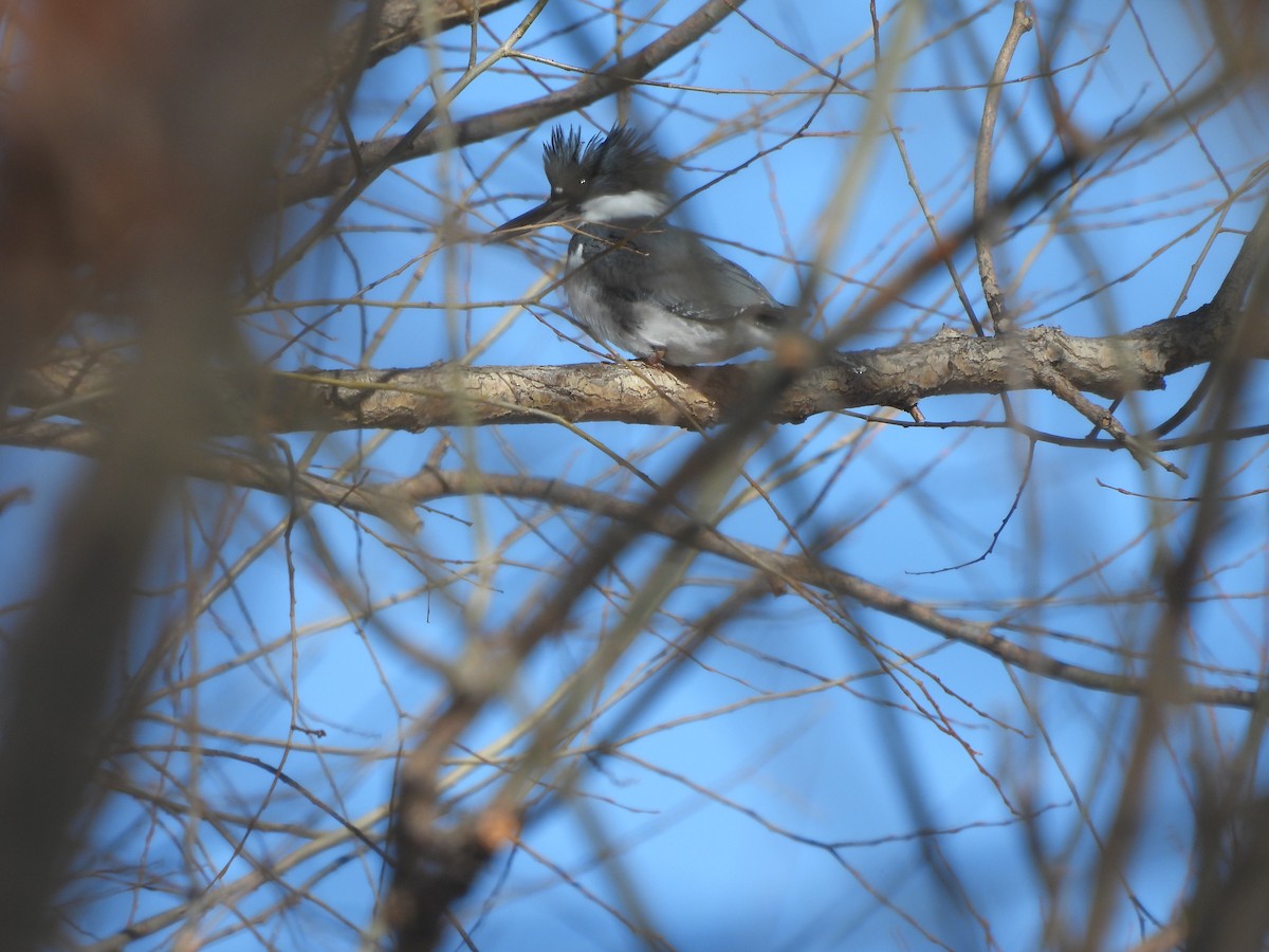 Belted Kingfisher - ML299675971