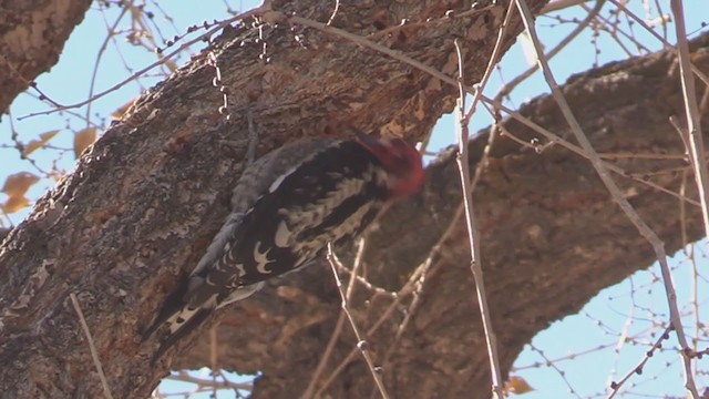Red-breasted Sapsucker - ML299675981