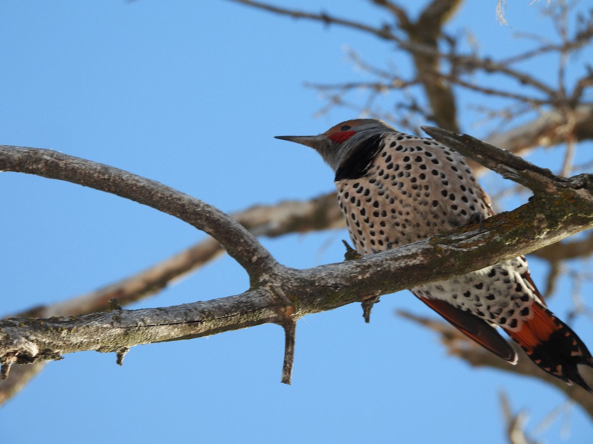 Northern Flicker (Red-shafted) - ML299676041