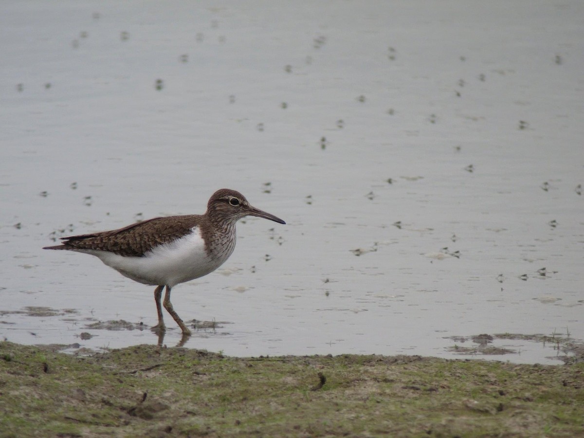 Common Sandpiper - Mike Youdale