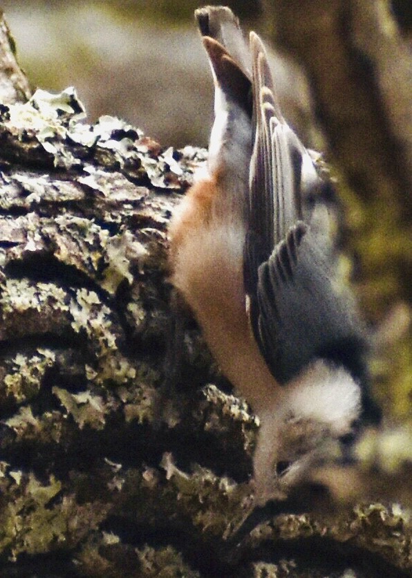 Red-breasted Nuthatch - ML299678181