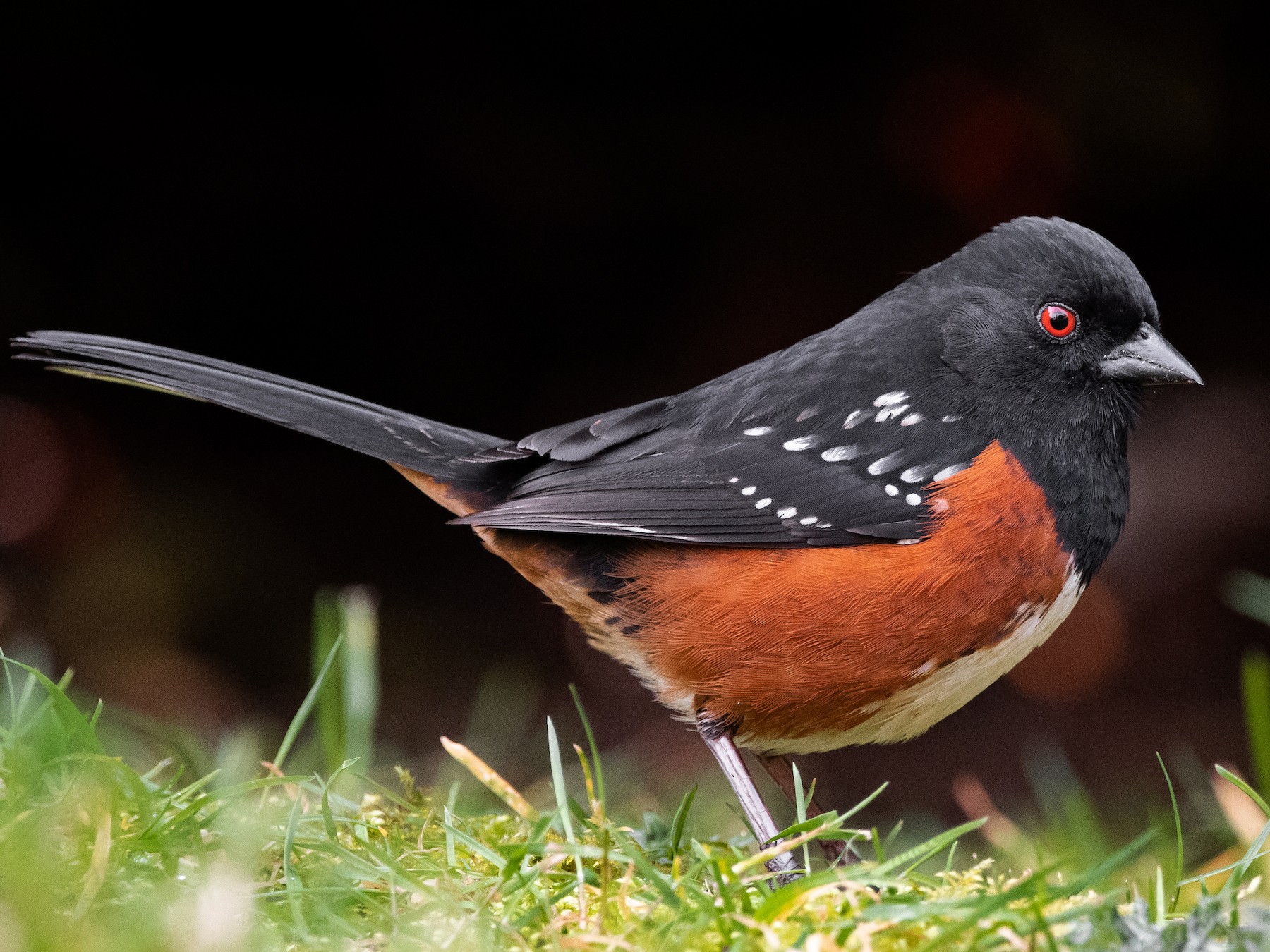 Spotted Towhee - Mason Maron