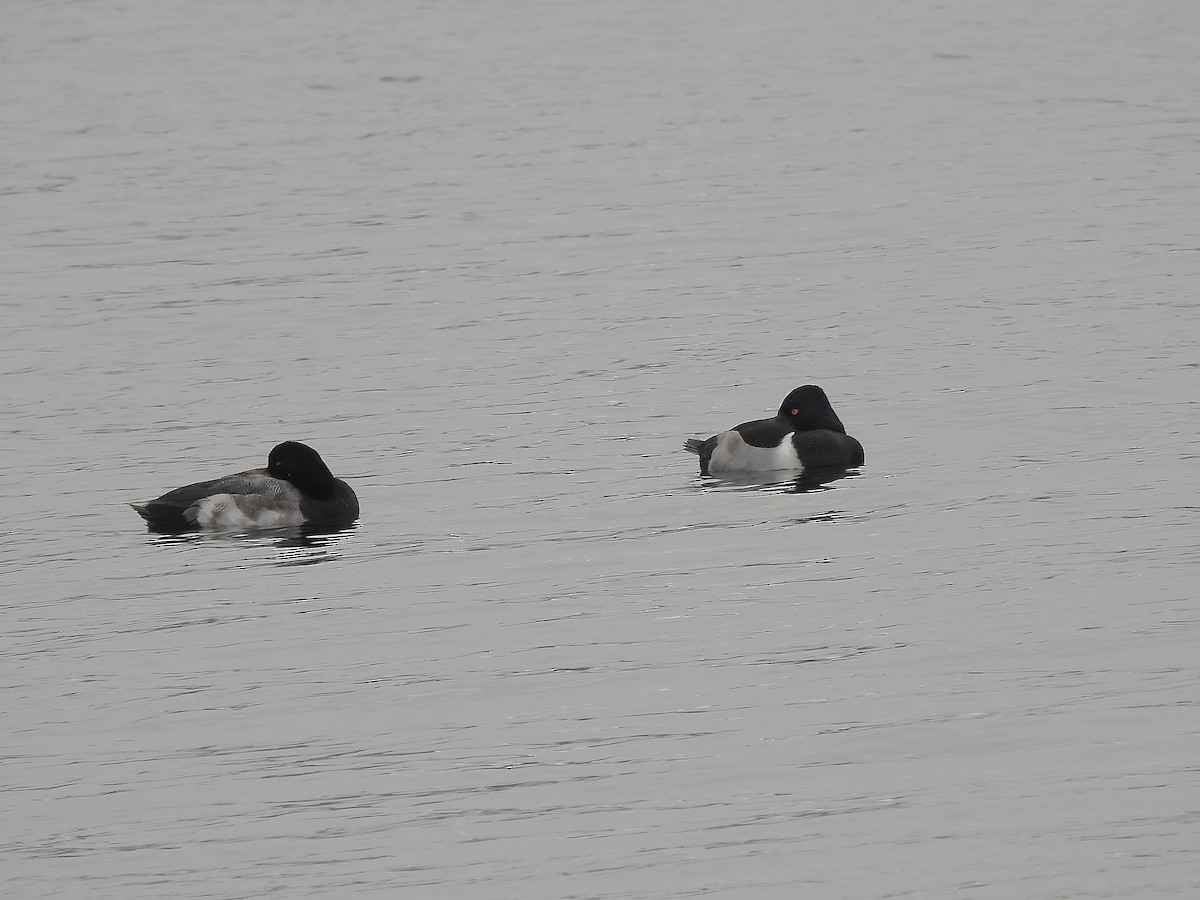 Greater Scaup - ML299678571
