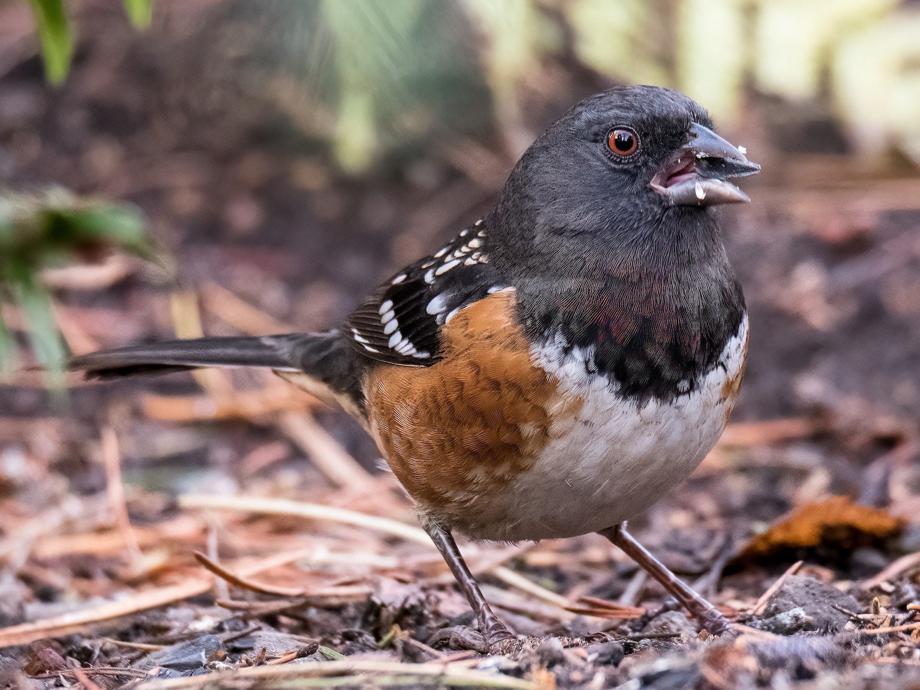 ホシワキアカトウヒチョウ - eBird