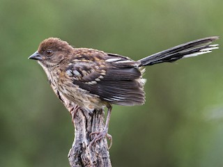 Молодая птица - Jim Merritt - ML299680421