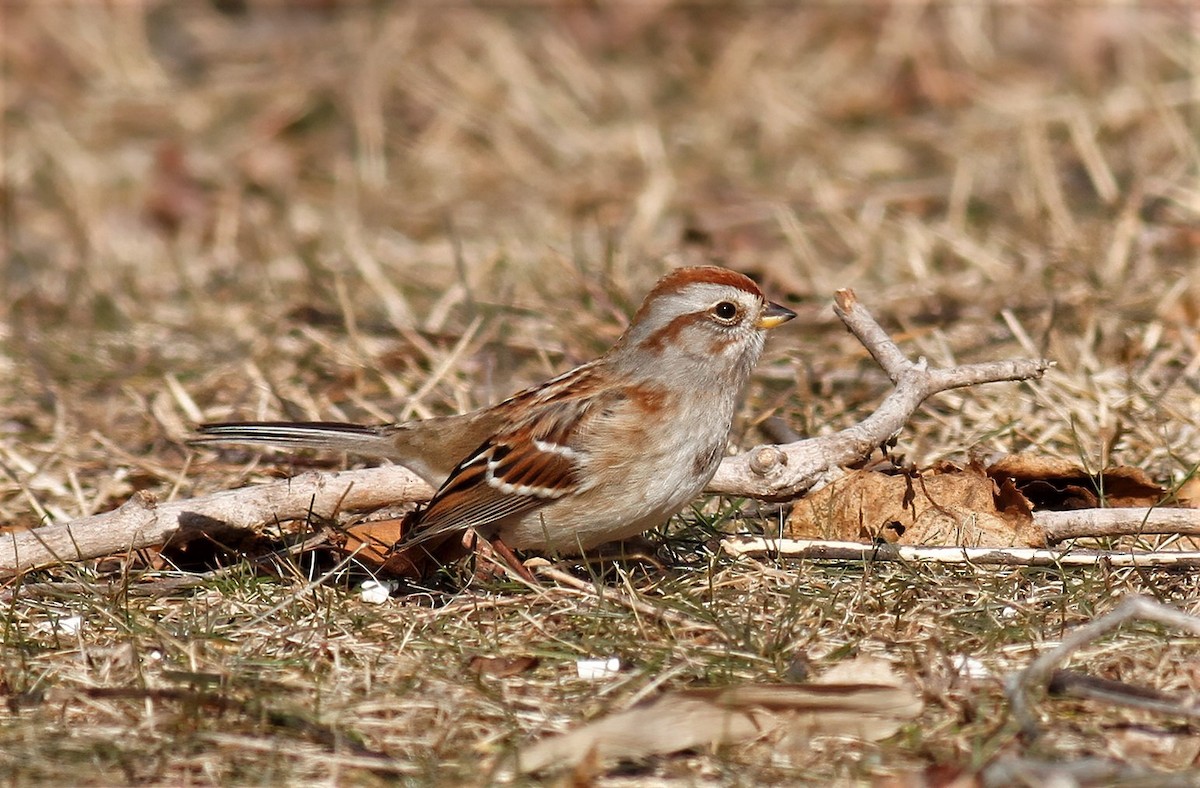 American Tree Sparrow - ML299683541