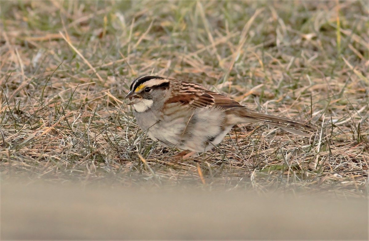 White-throated Sparrow - ML299683571