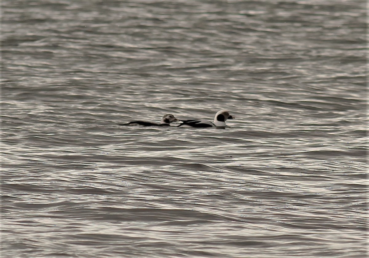Long-tailed Duck - ML299683751