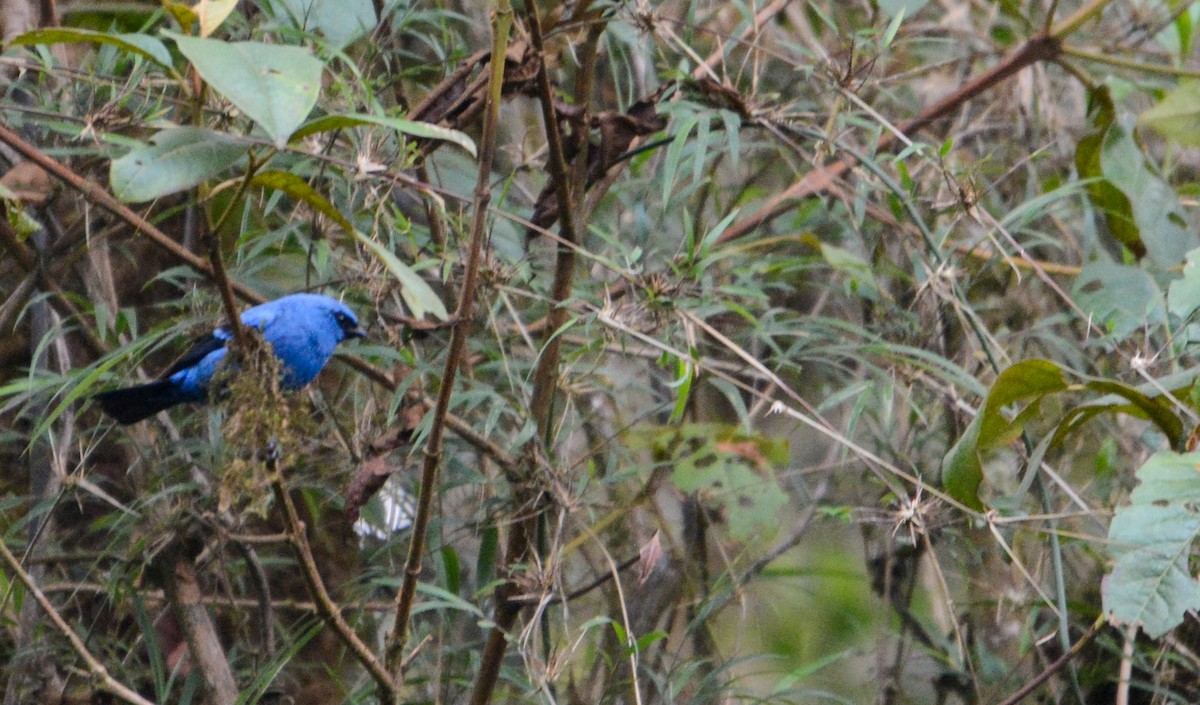 Blue-and-black Tanager - ML299683851