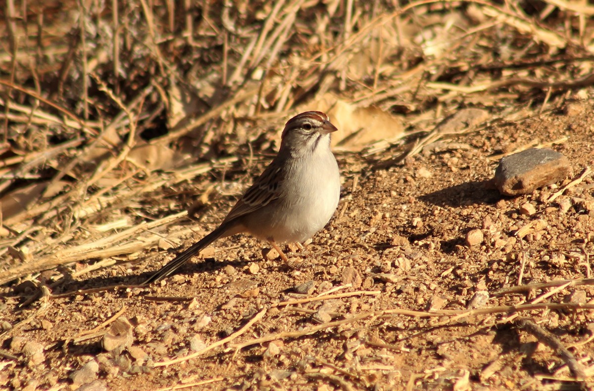 Rufous-winged Sparrow - ML299684241