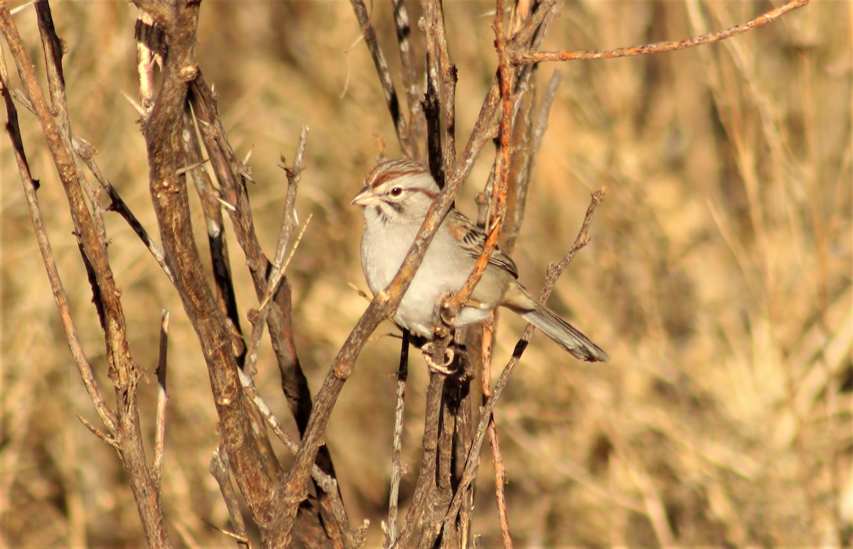 Rufous-winged Sparrow - ML299684251
