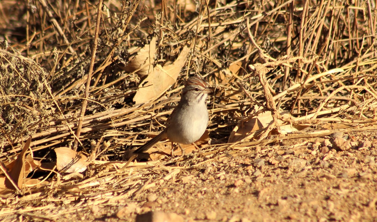 Rufous-winged Sparrow - ML299684271