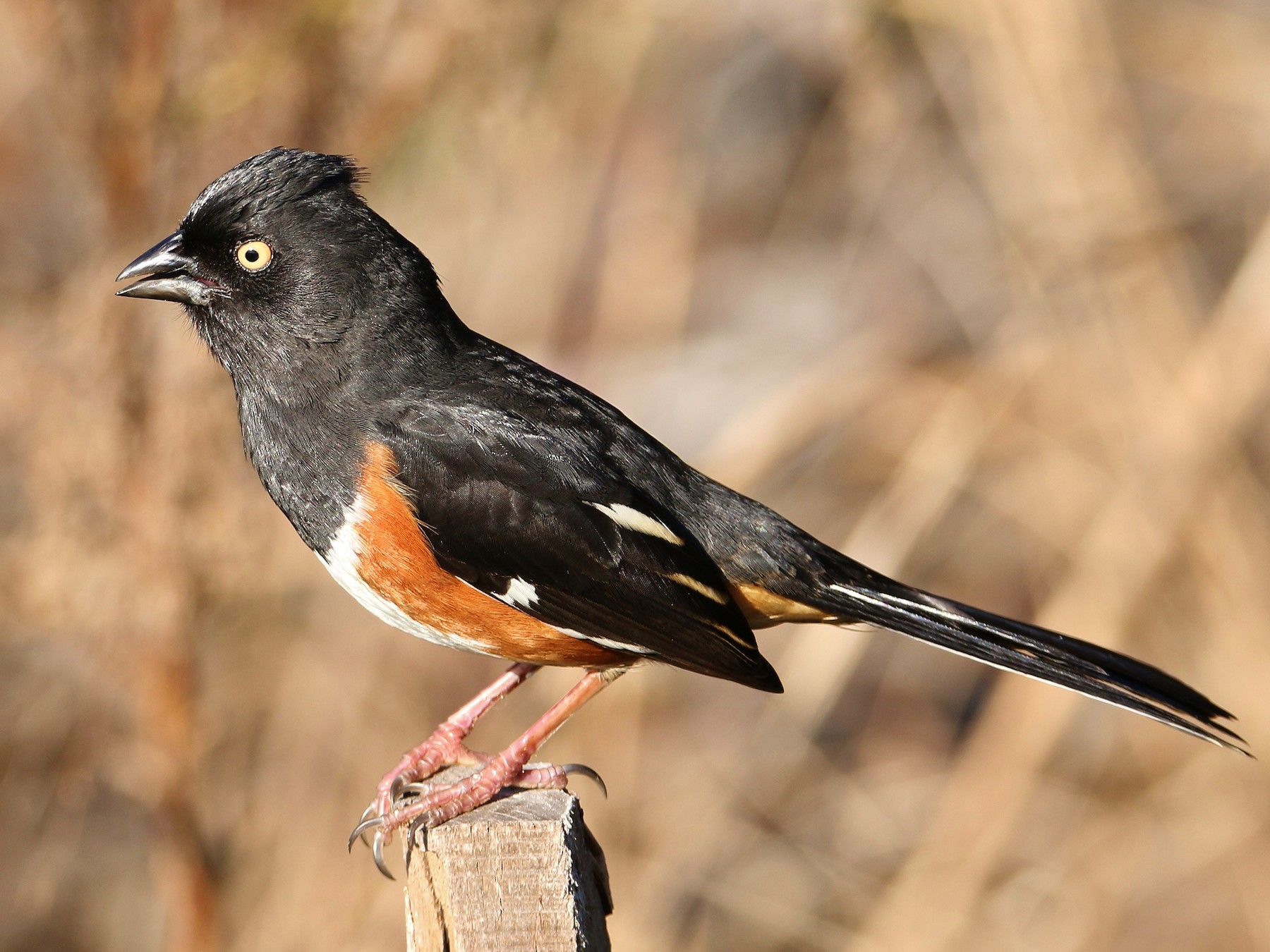 Eastern Towhee - eBird