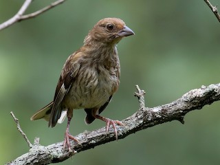 Молодая птица - Mark R Johnson - ML299685431