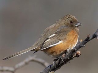 Самка/молодая птица - Marky Mutchler - ML299685481