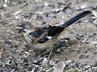 Молодая птица - Bert Fisher - ML299685501