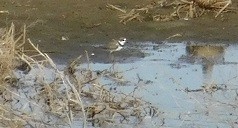 Semipalmated Plover - ML29969141