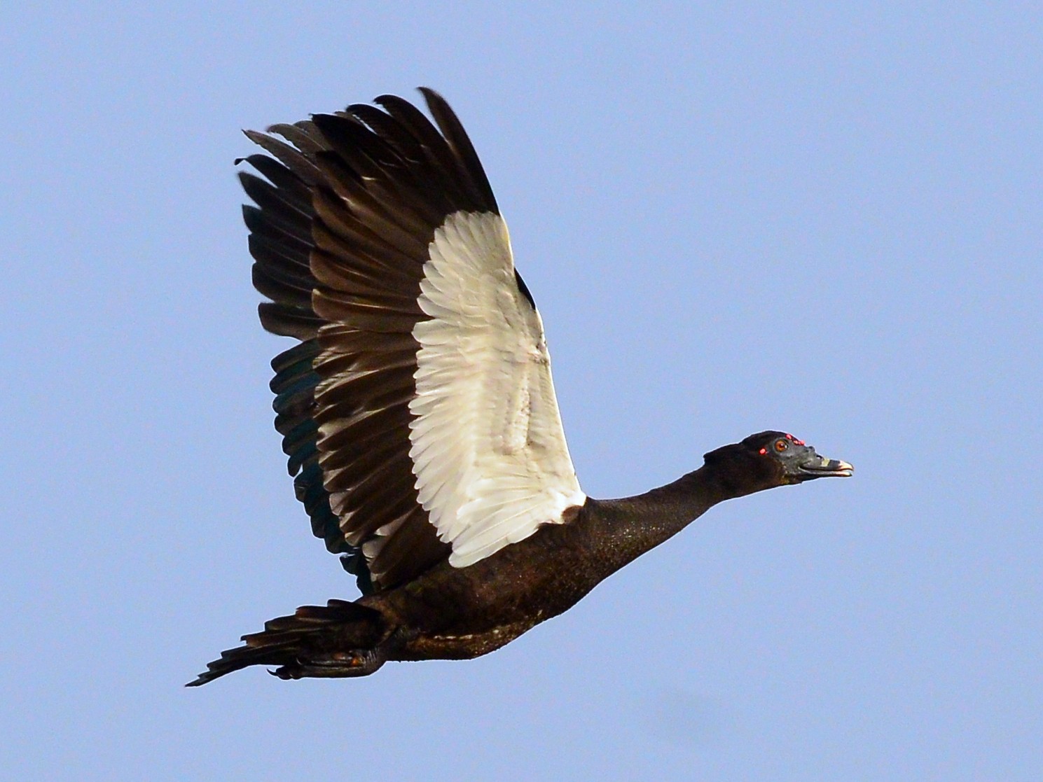 Muscovy Duck - Beto Guido Méndez