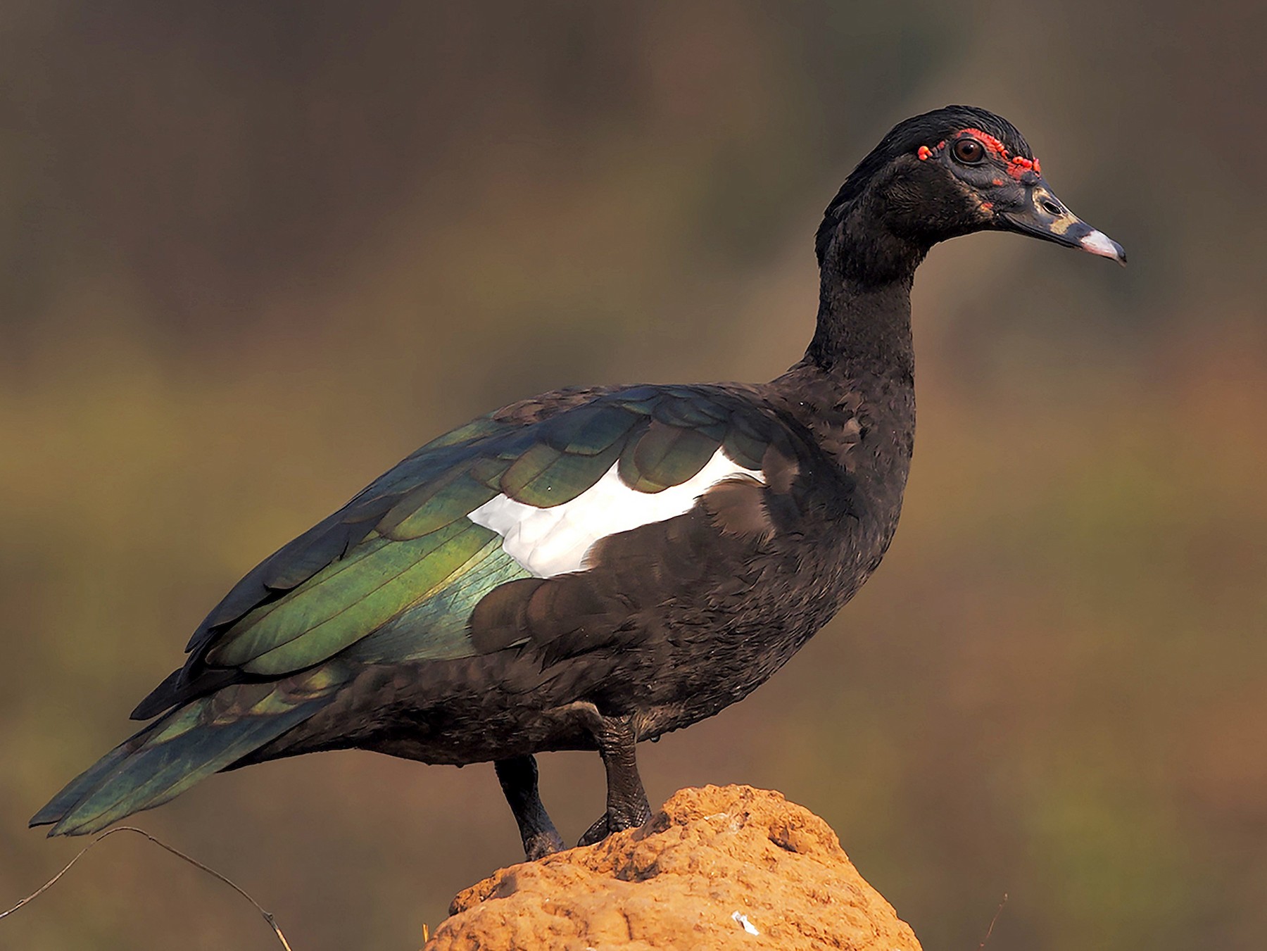 Muscovy Duck - Marco Valentini