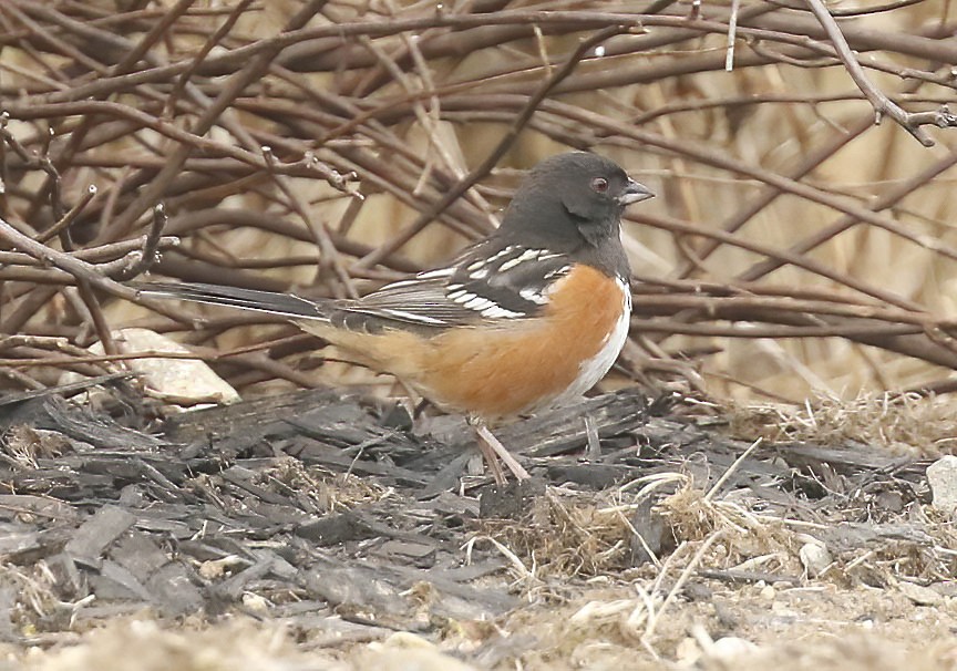 Spotted Towhee - Mark Dennis