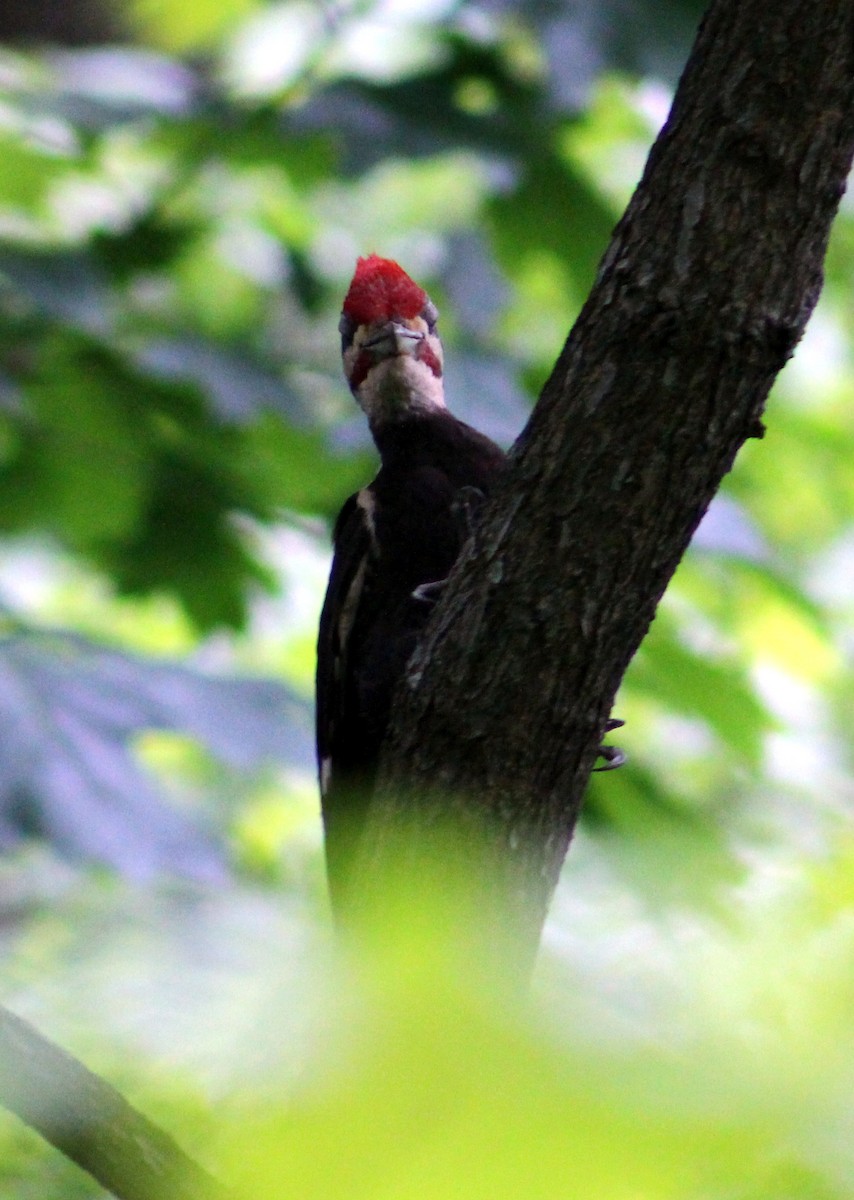 Pileated Woodpecker - Sarah M