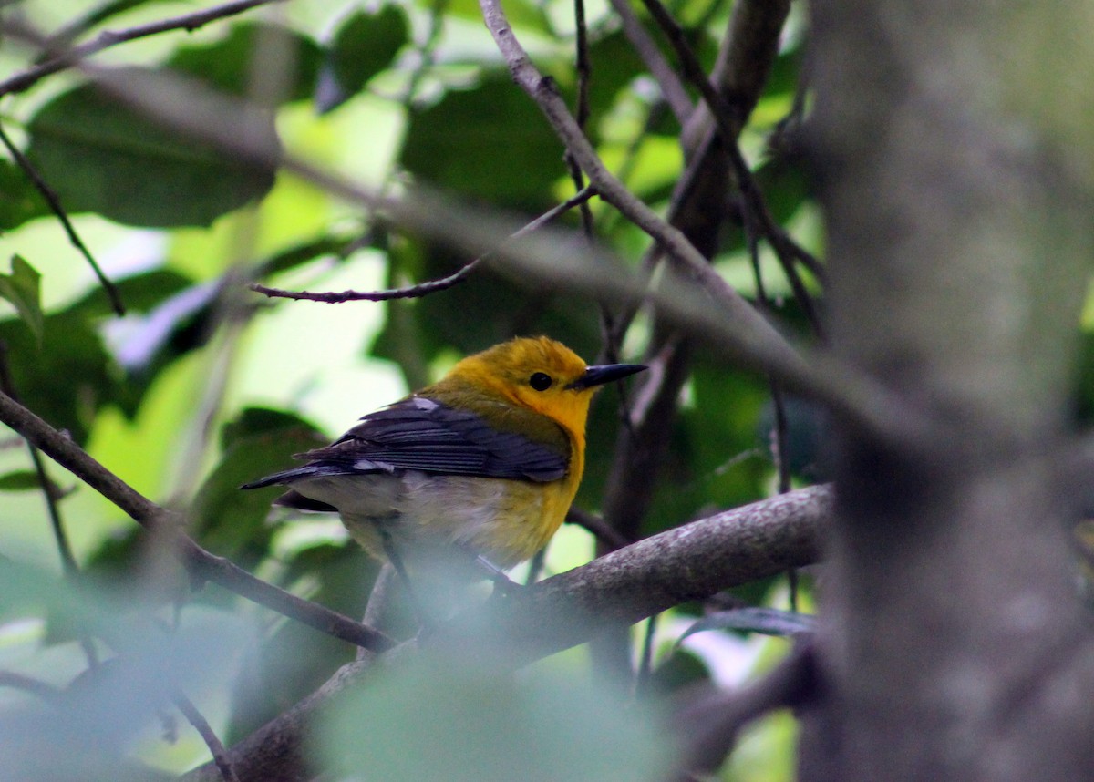 Prothonotary Warbler - ML29970051