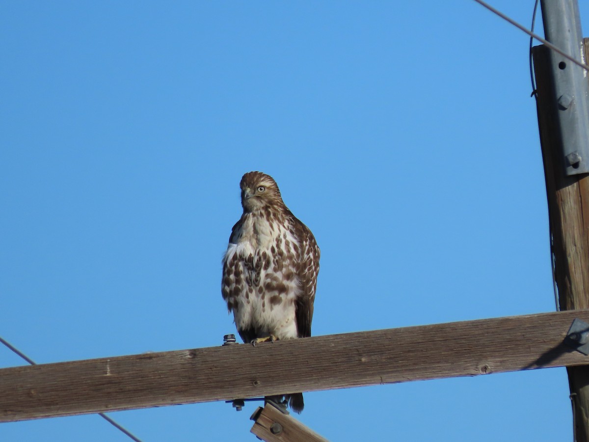 Red-tailed Hawk - ML299703741