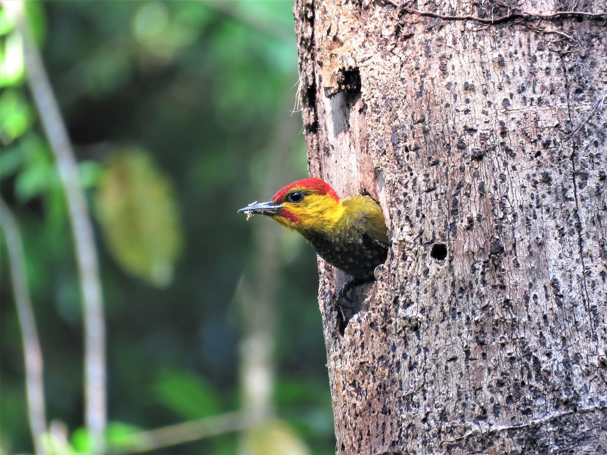 Yellow-throated Woodpecker - Hugo Foxonet