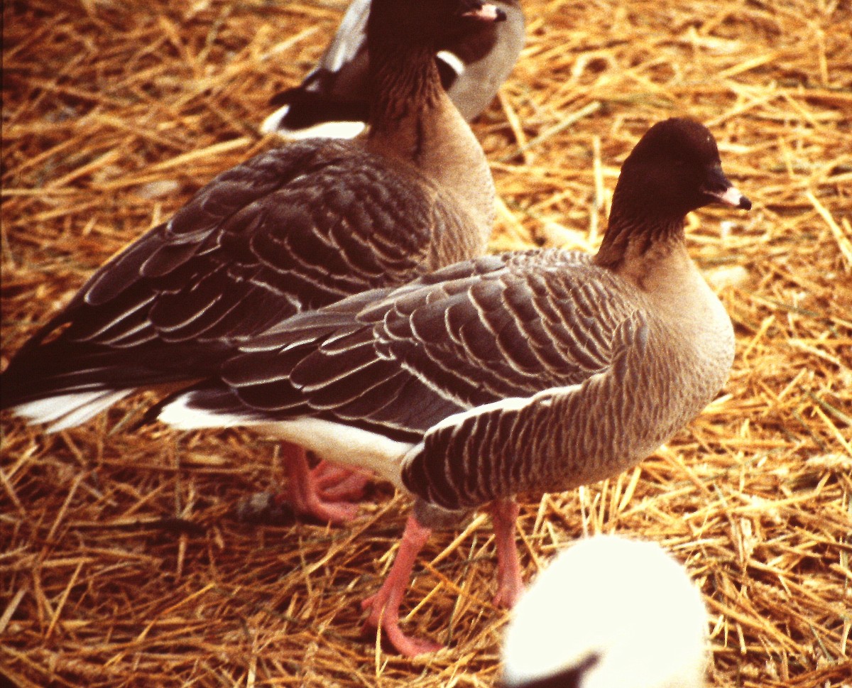 Pink-footed Goose - ML299706851