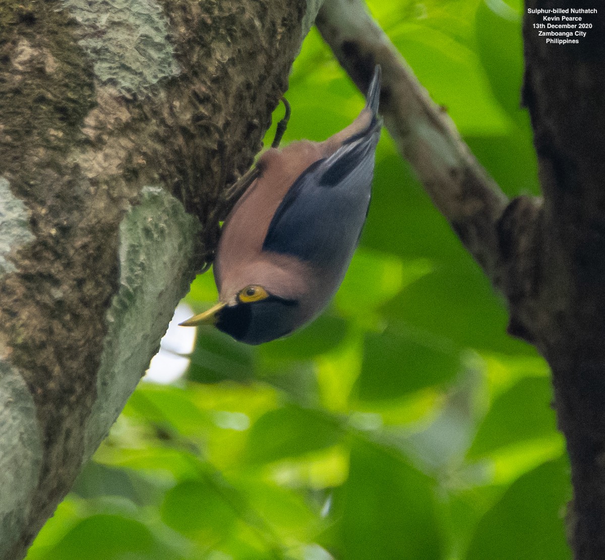 Sulphur-billed Nuthatch - Kevin Pearce