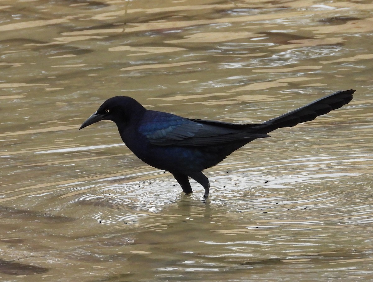 Great-tailed Grackle - ML299708921