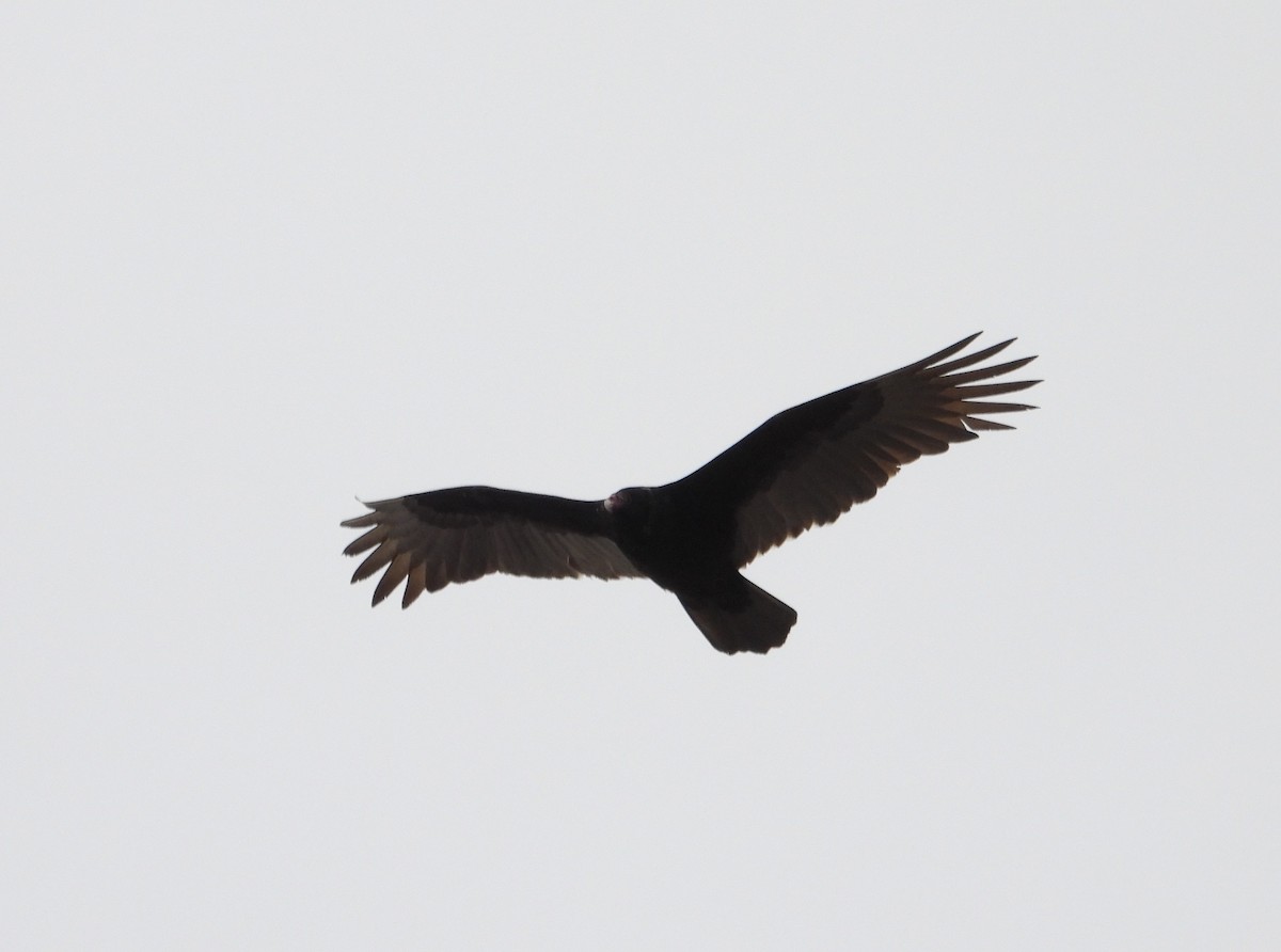 Turkey Vulture - ML299710631