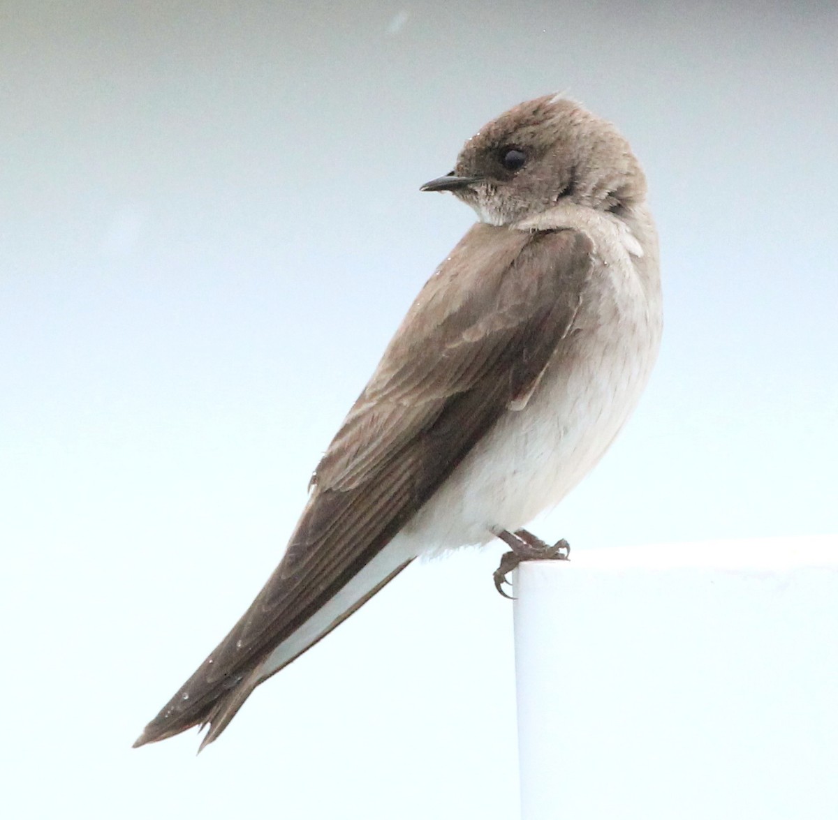 Northern Rough-winged Swallow - Dave Spier