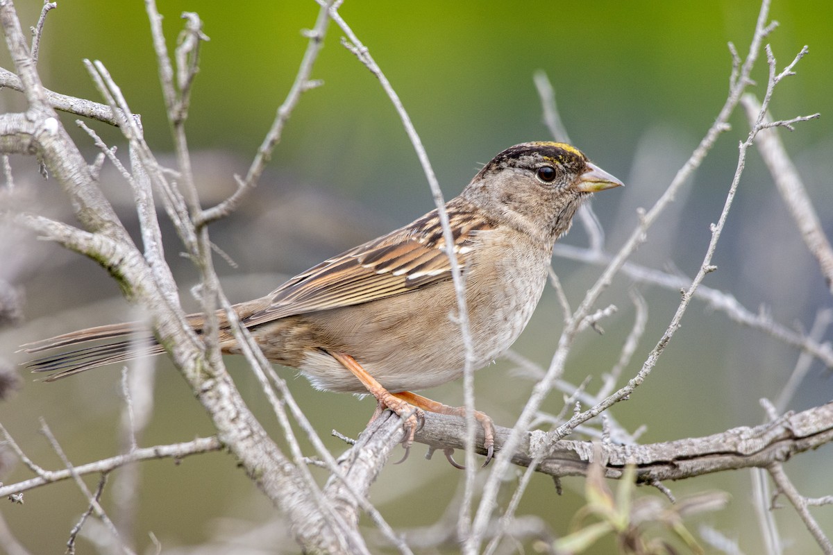Golden-crowned Sparrow - Drew Beamer