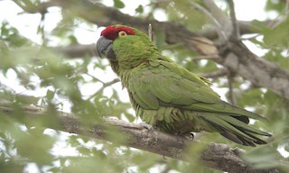  - Thick-billed Parrot