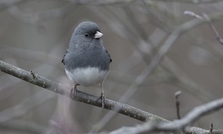  - Dark-eyed Junco (Slate-colored)