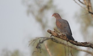  - Red-billed Pigeon