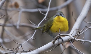  - Yellow-breasted Chat