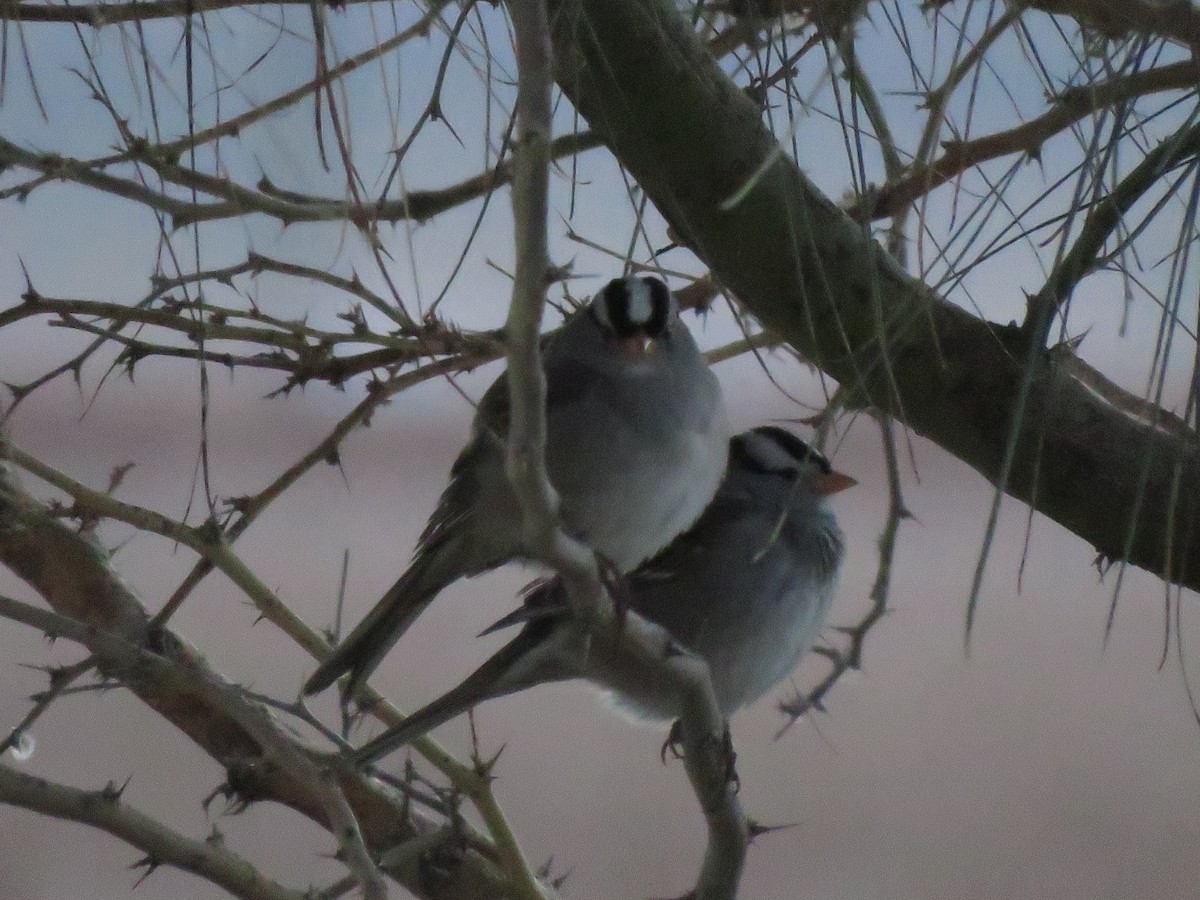 White-crowned Sparrow - ML299723471
