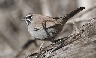  - Five-striped Sparrow