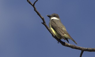  - Thick-billed Kingbird