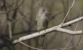  - Greater Pewee