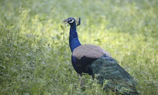  - Indian Peafowl